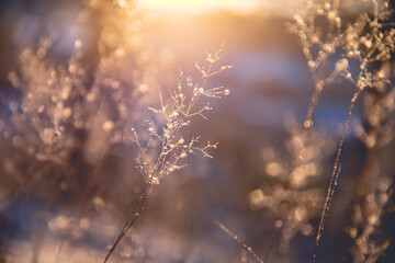 黑美人西瓜为什么叫黑美人